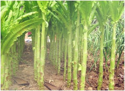 适合农村种植的创业好项目,农村创业好项目种养殖高效益