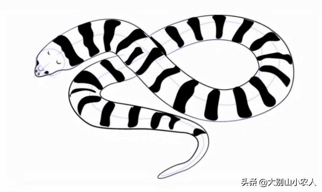 真•全村吃饭蛇：性格温顺但毒素却能深入骨髓，就是被咬后要睡觉