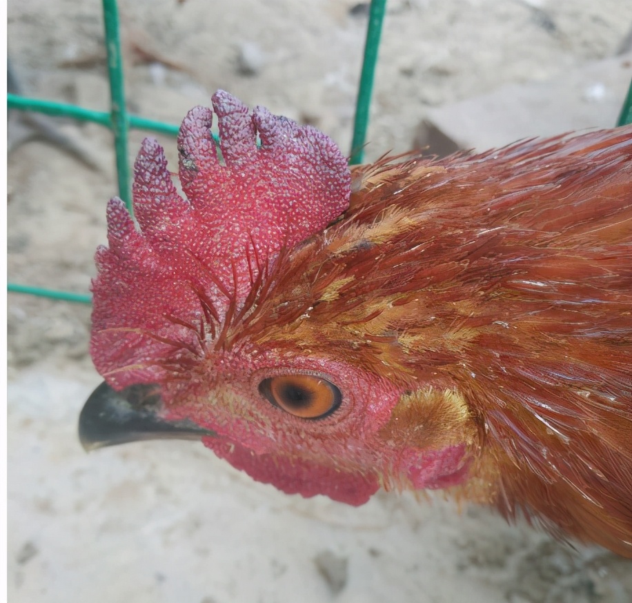 引起鸡冠发白的各种症状,鸡冠发紫是什么原因引起的