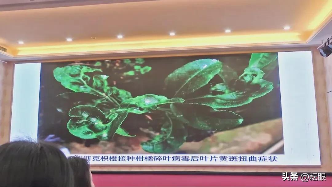 有了红鼻子怎么办,有红鼻头会怎样