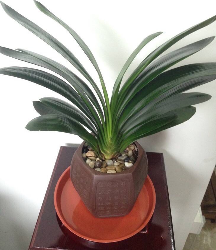 冬天君子兰的养殖方法和注意事项,君子兰夏天放室内冬天还会开花吗