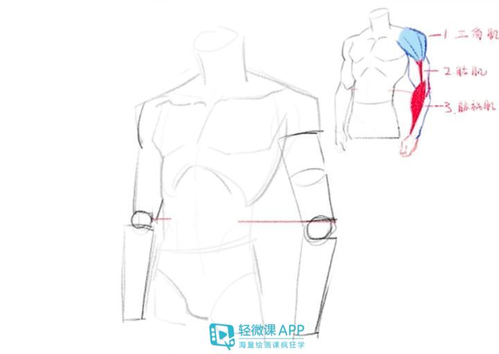 漫画人体结构怎么画,人体面部肌肉结构怎么画