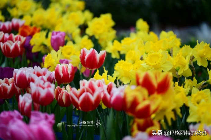 过年买点花,过年了买点什么花草