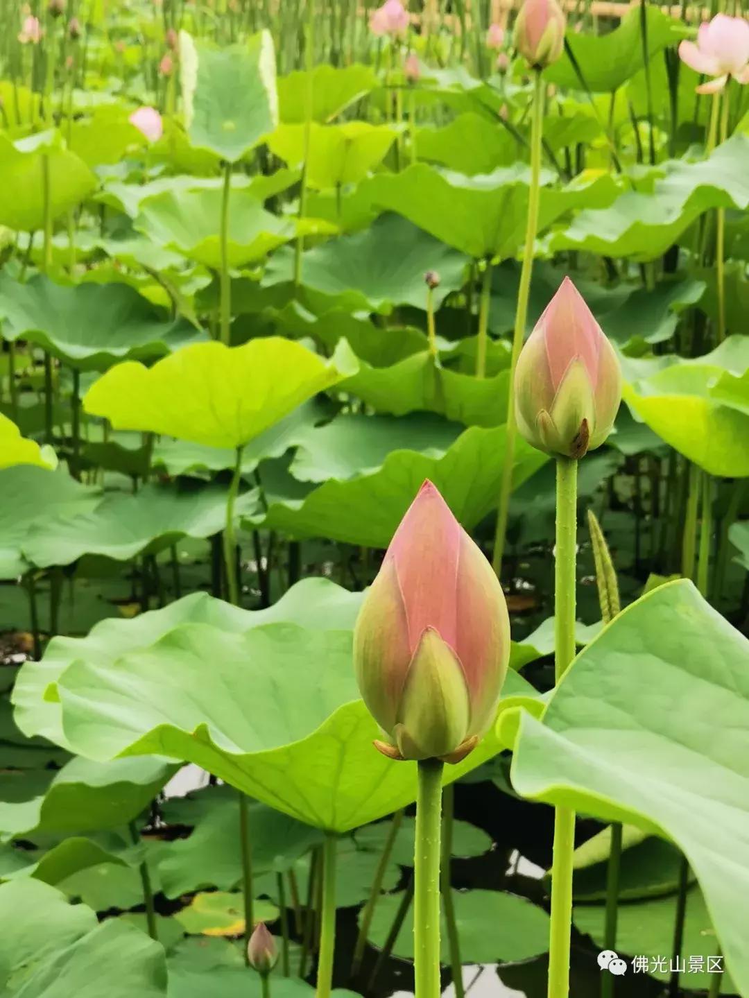 看荷塘月色的视频,看夏日荷塘美景