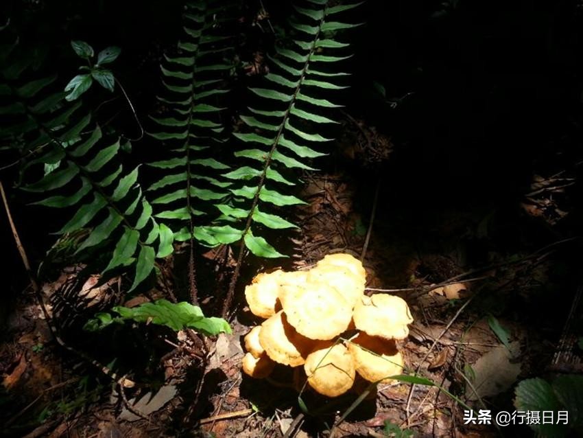 走进老乐山，徜徉如意湖，探访重阳登高之源