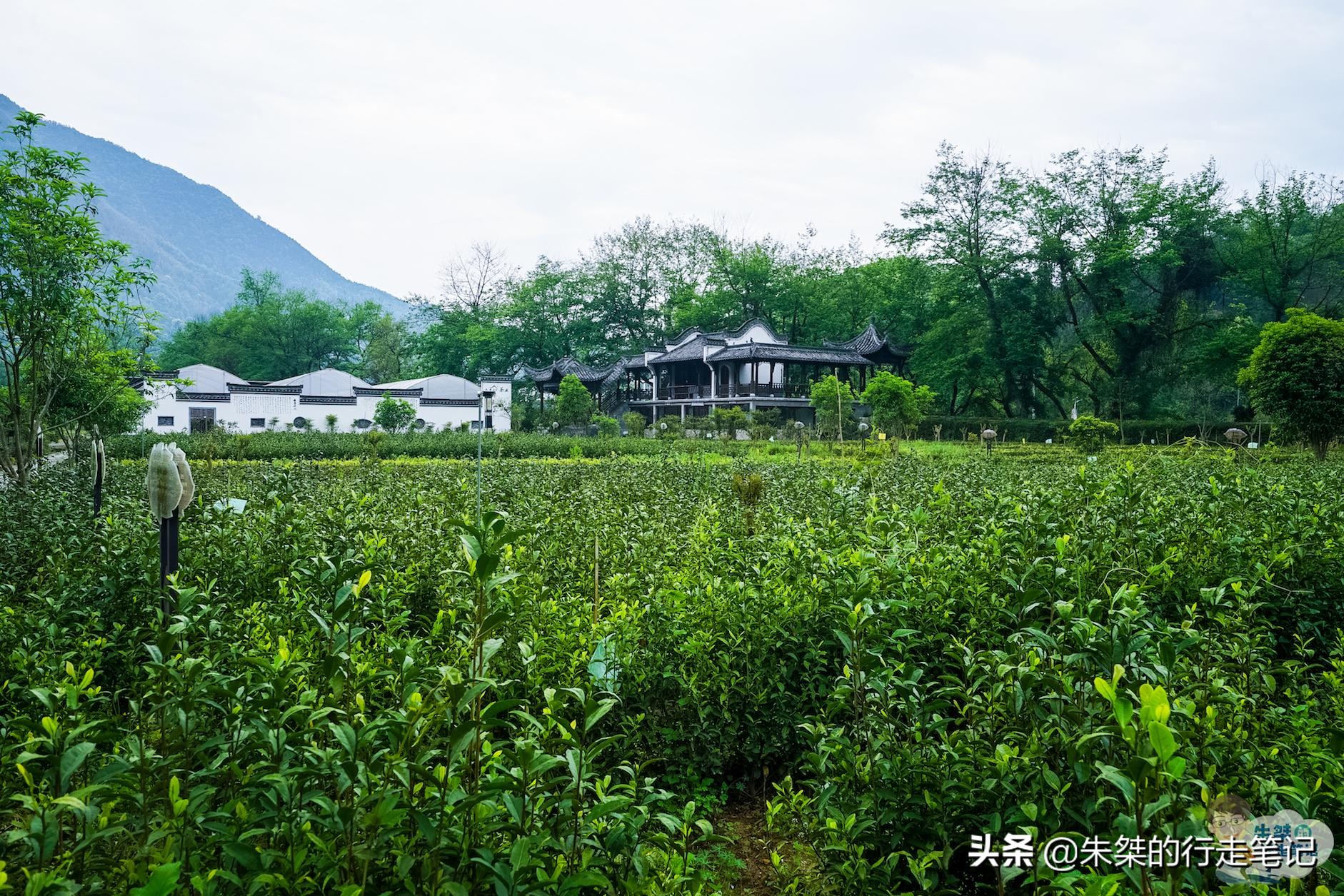 安徽石台体验不一样的自然风光,石台县原始森林