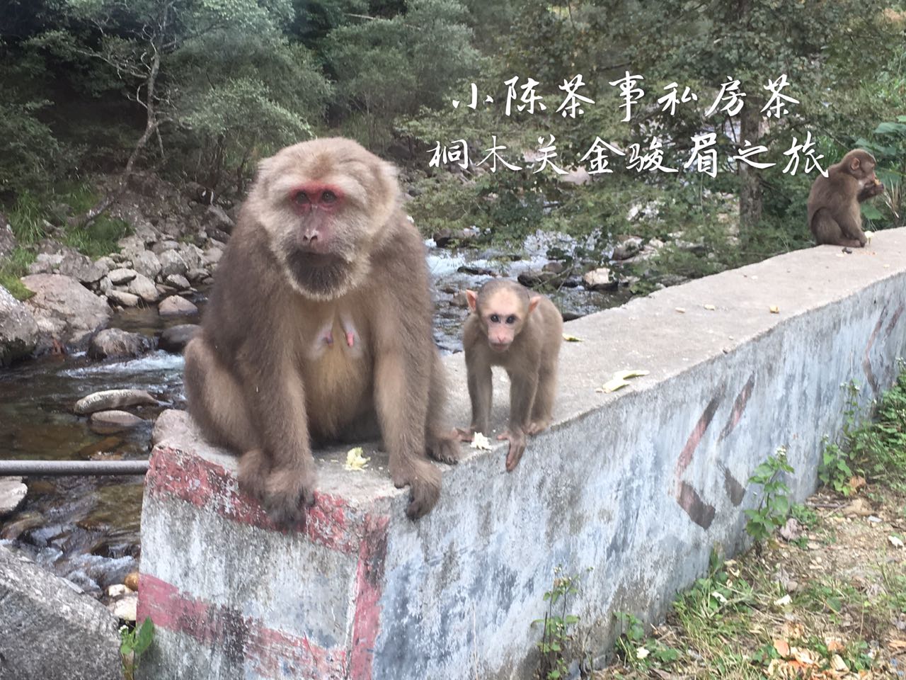 假红茶金骏眉,金骏眉红茶打假