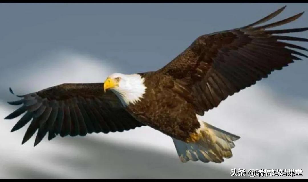 提升英语水平最有效的方法,提升英语水平的app