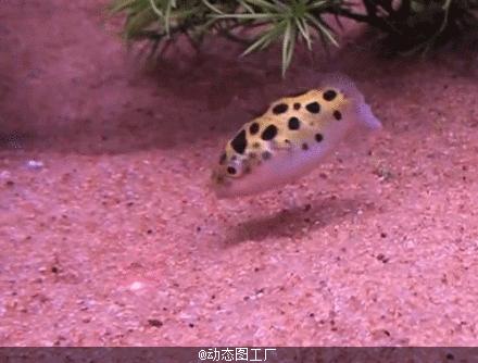 越来越稀奇的淡水鱼,最色彩多姿的淡水鱼