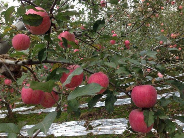 苹果种植技术在哪里学,苹果种植技术盆栽