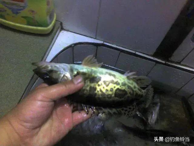 松花江鳜鱼生存环境,松花江的鳜鱼