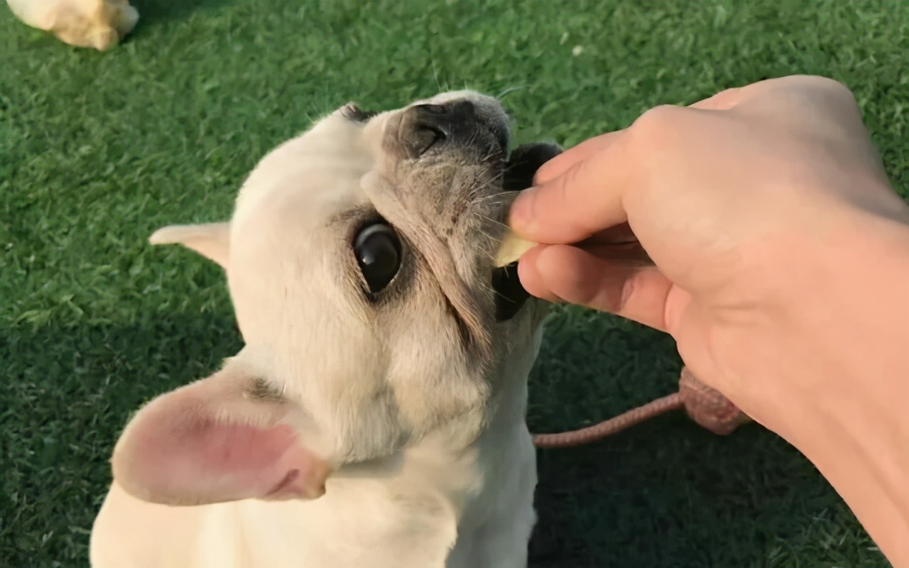 狗狗挑食特别严重怎么办,狗狗挑食最多能饿几天
