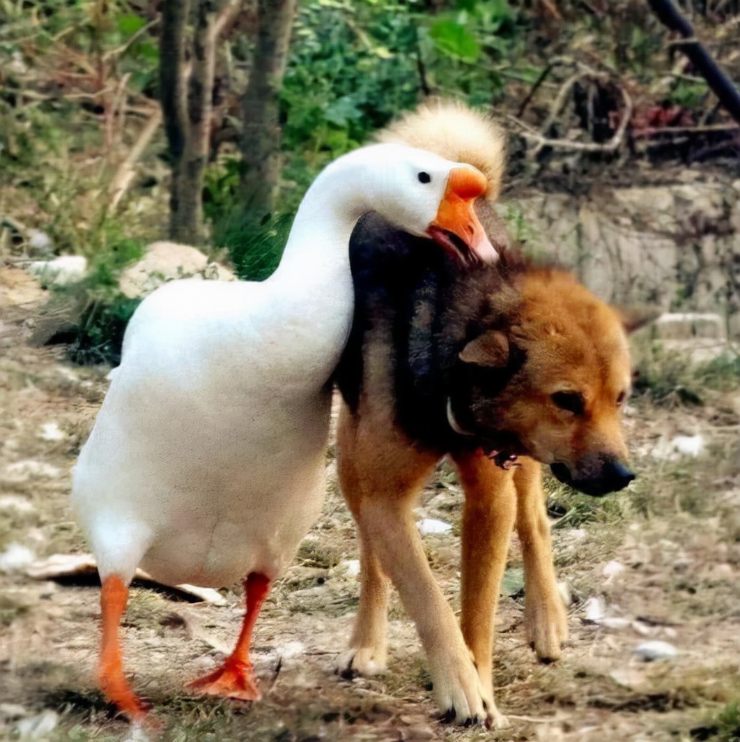 蛇为什么怕鹅主要原因是什么,蛇为什么畏惧大白鹅