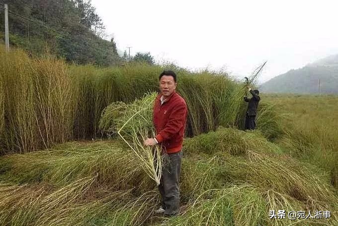 农村集市卖扫把一月能挣多少钱,农村一种野草曾经卖300元一斤