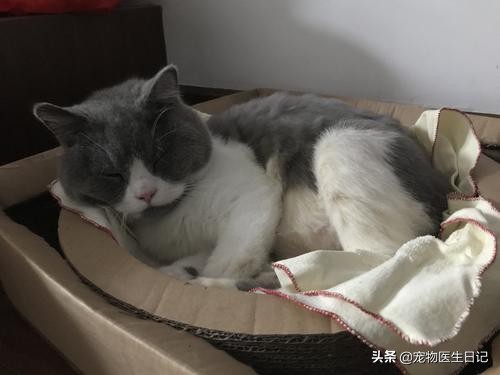 猫咪即将去世找主人,猫咪即将离世和主人告别