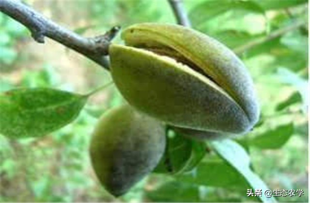 扁桃种植技术和管理,扁桃种植基地