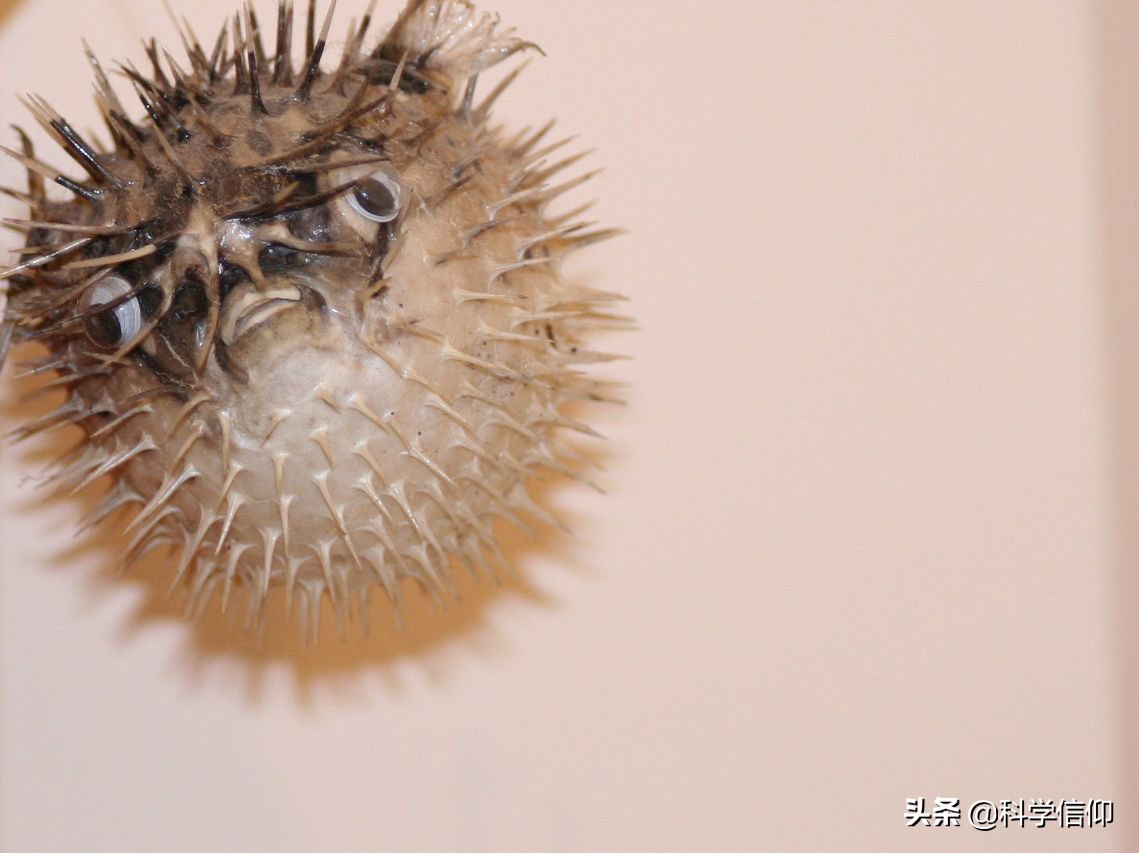 河豚有多美味拼死吃河豚值得吗,现在河豚的毒素还有解药吗