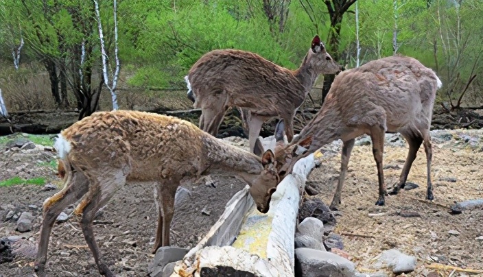 跟着总书记了解内蒙古｜林区工人停伐以后干什么、收入怎么样？
