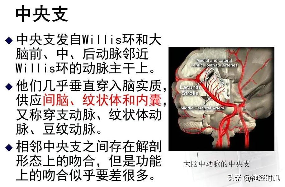 脑动脉解剖学讲解,脑膜中动脉解剖讲解