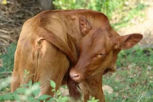 贵州用镰刀剃头的原始部落,偷南瓜是在哪里