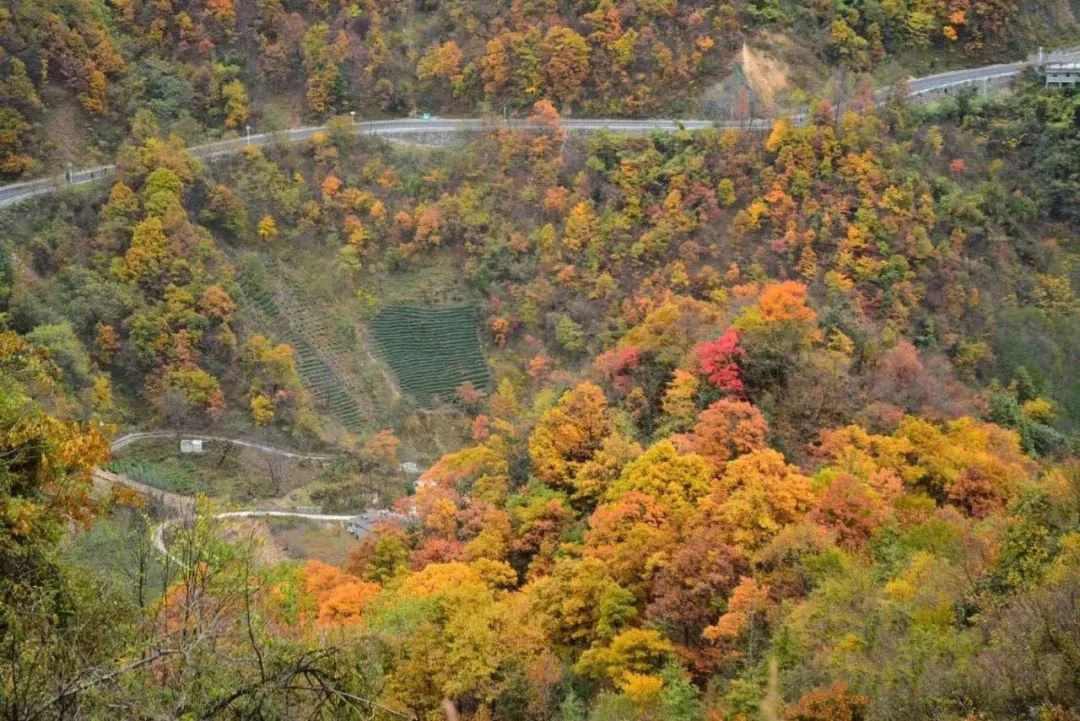 湖北深秋自驾游景点推荐,秋色彩林川西自驾