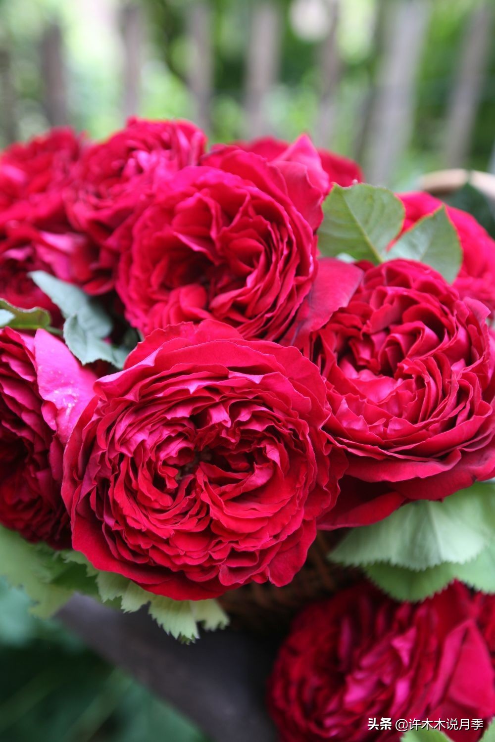 十大浓香切花月季,好看好养的月季品种推荐