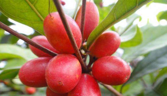 居然能改变味觉的水果，难怪叫“神秘果”，而且价格不菲