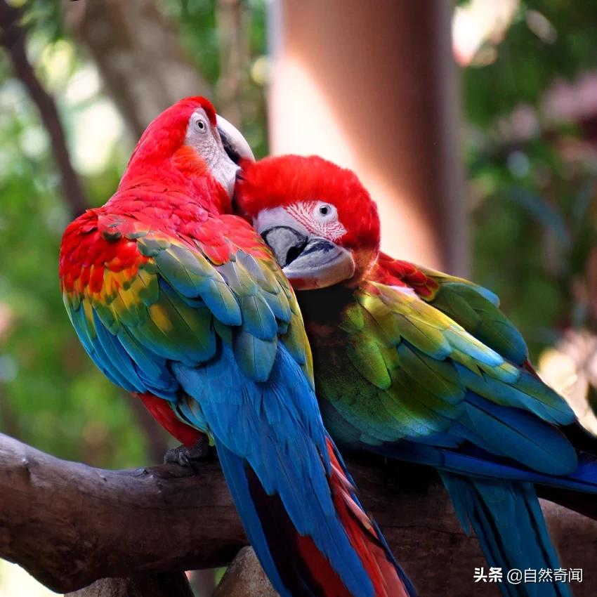 亚马逊有多少动植物,亚马逊盘点