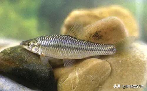 农村人的日常生活钓鱼,小的时候在农村生活钓鱼