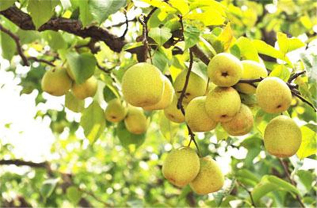 梨树病虫害绿色防控技术,梨树病虫害防治时间表最新