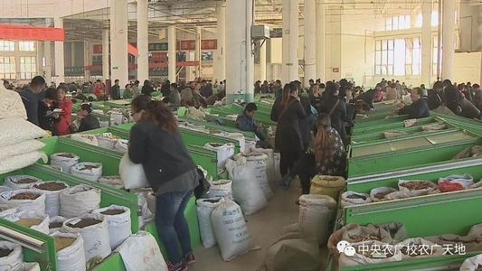 安国中药材新市场,安国药材新枝图片