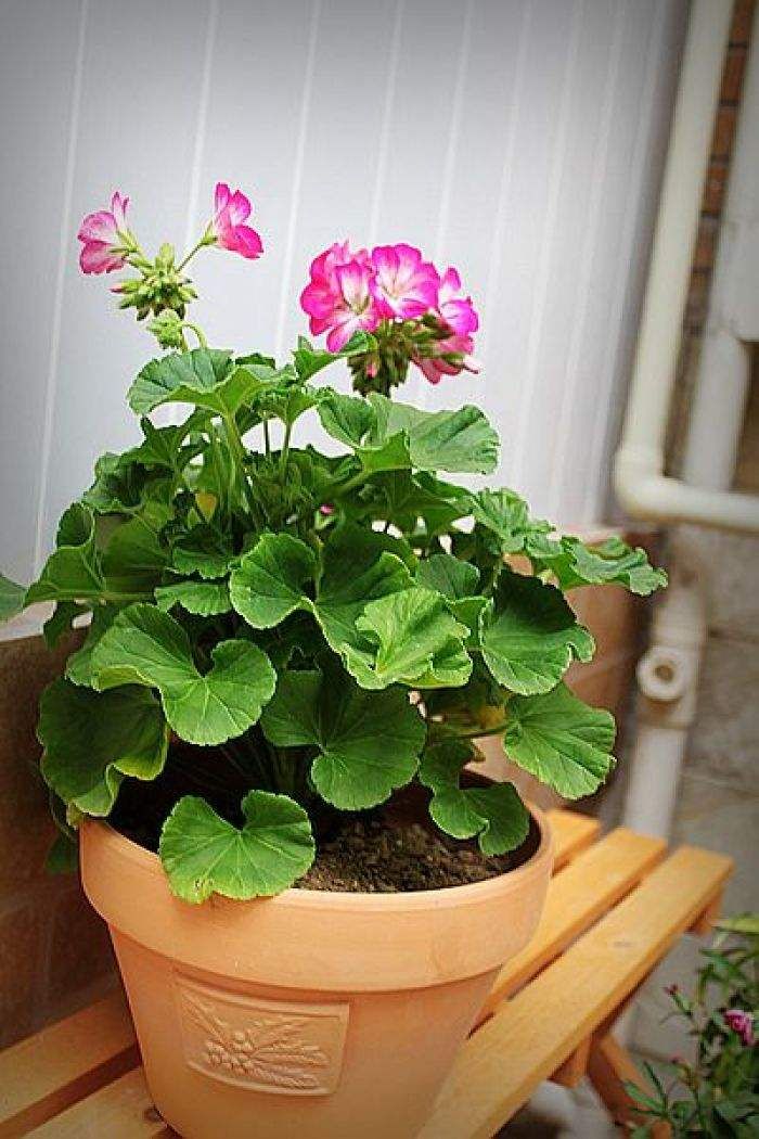 养天竺葵要随时通风,养天竺葵怎么爆盆