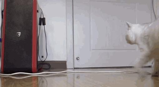 主人出门猫咪在做什么,主人出门猫咪独自在家