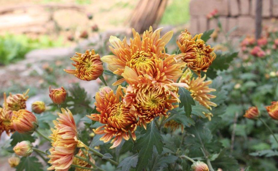 秋郊作诗词,秋意境优美古诗词