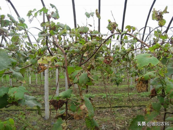 葡萄5大病害高效防治方案,葡萄坏了有什么症状