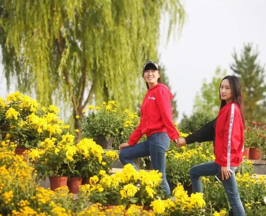 金秋送爽丹桂飘香原创,金秋飒爽丹桂飘香