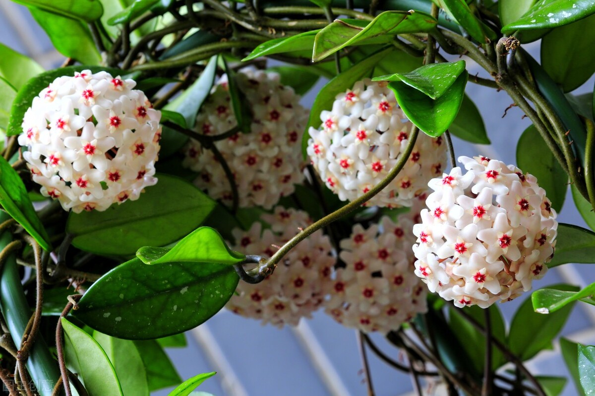 耐阴多肉植物室内,30种耐阴植物室内盆栽