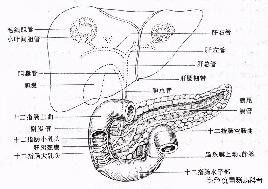 消化系统解剖图视频,消化系统解剖图手绘简单