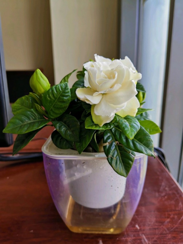 水培栀子花枯萎补救方法,水培栀子花开花后如何处理