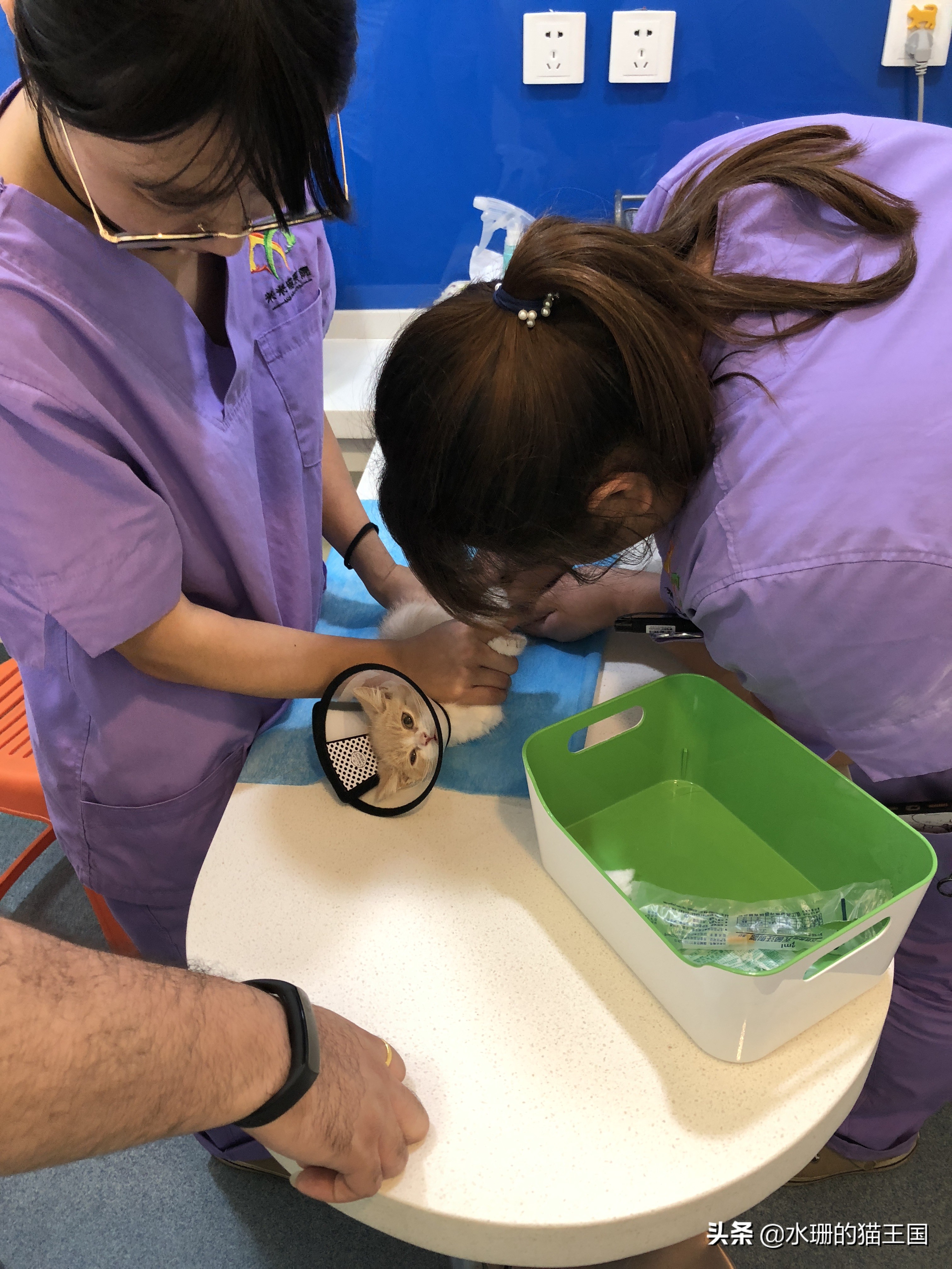 猫咪误食怎么解救,猫咪误食植物中毒了吃什么解毒