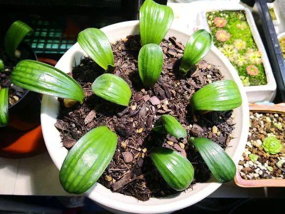 君子兰根部长了小虫怎么办,君子兰死了根部冒出小芽怎么办