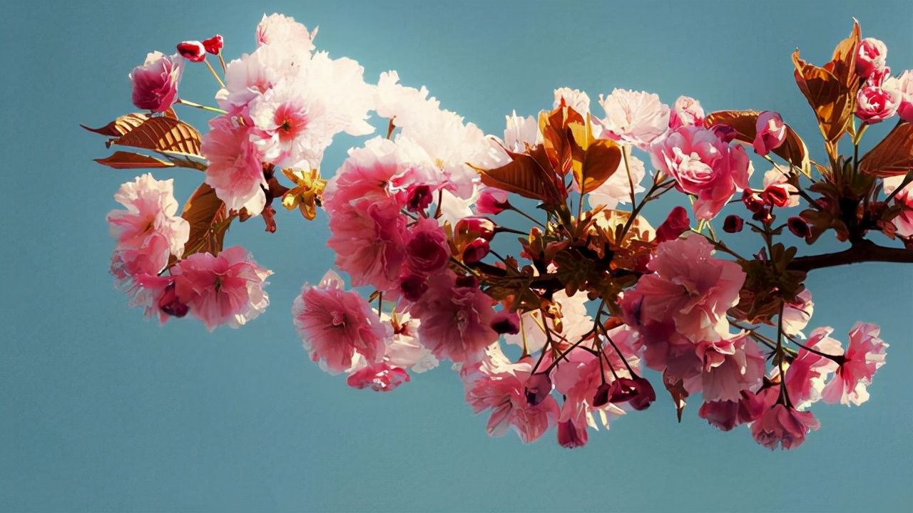 有桃花劫的明显特征与弱点,命中有桃花劫合集