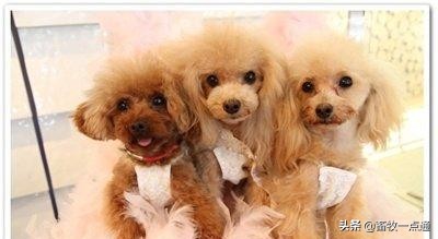 教狗狗装死怎么教,怎么教狗狗装死的动作