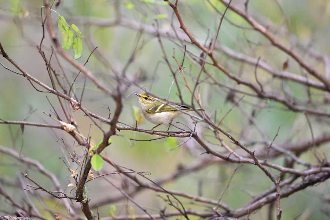 无机械快门的相机,尼康z卡口全画幅相机镜头推荐
