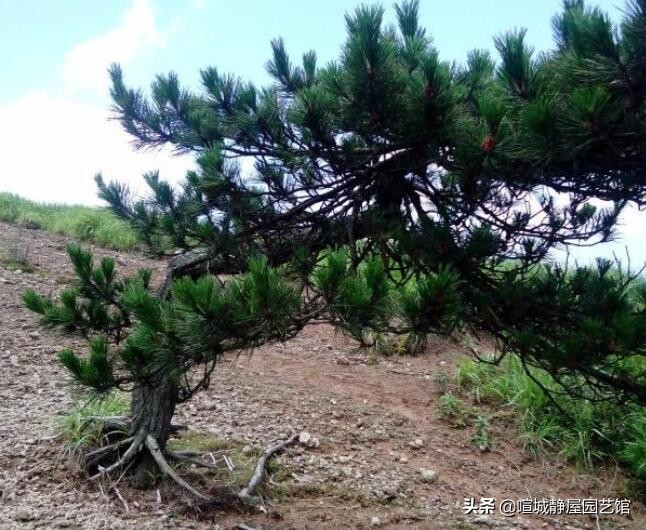 山松盆景制作方法大全,小山松盆景制作技巧