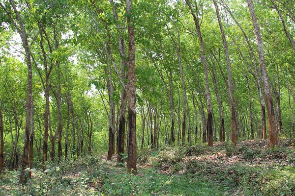 一个正宗的乳胶床垫多少钱,一个乳胶枕多少斤