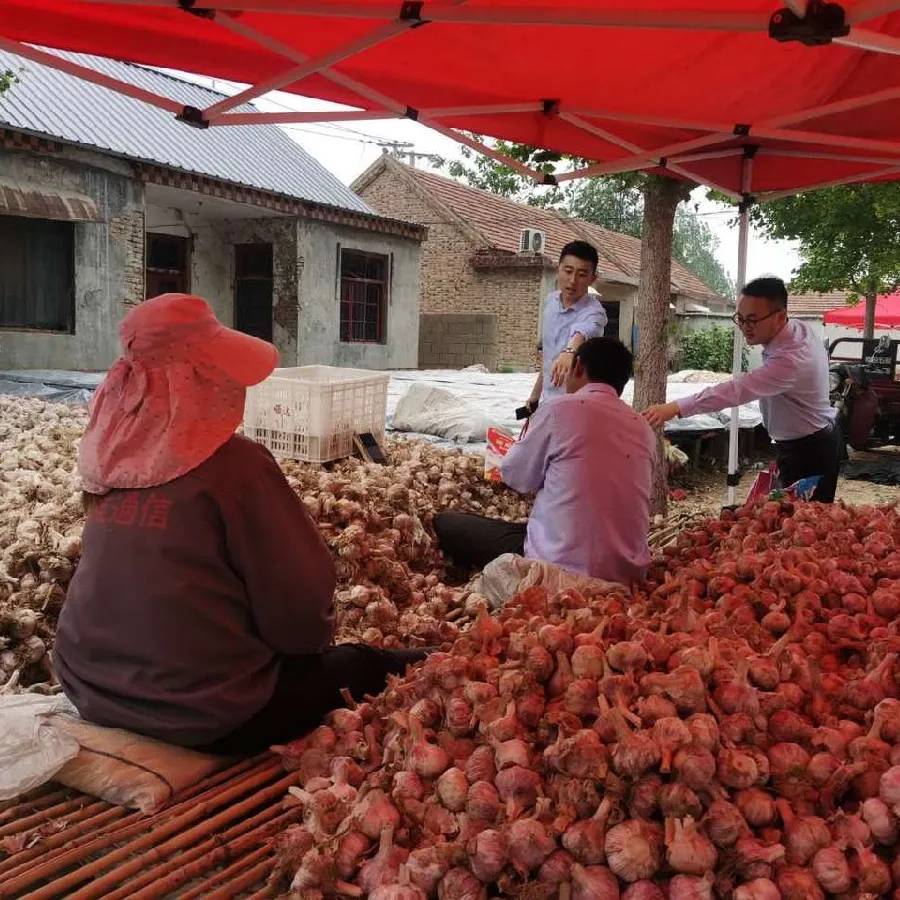 真情服务助“蒜季”，播洒惠农“及时雨”
