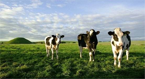 澳洲爱他美奶粉和国产的区别,荷兰牛栏和德国爱他美奶粉哪个好