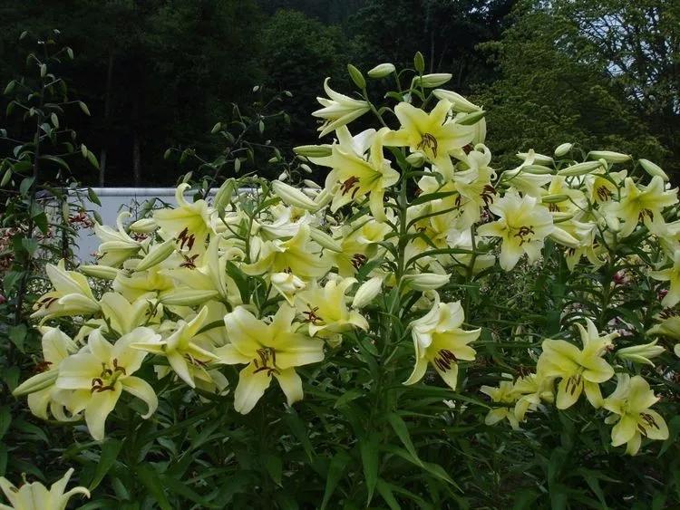 百合怎么样养得更持久,百合新手