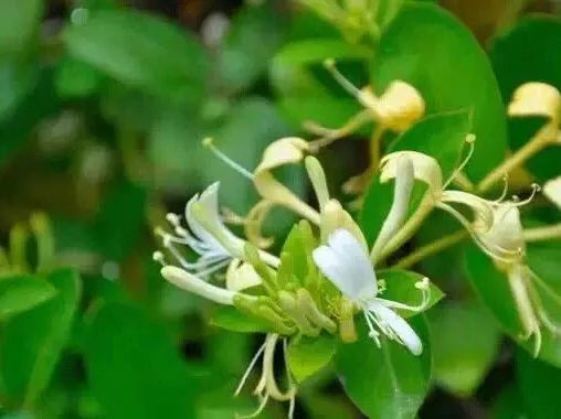 蜂蜜加一宝胜过常吃药,蜂蜜加一物的危害